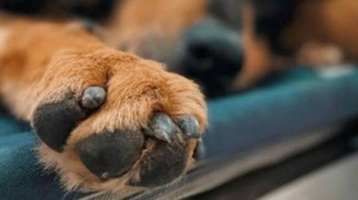 Envenenan a 26 perros en Gómez Palacio, Durango; realizan patrullajes para dar con los responsables