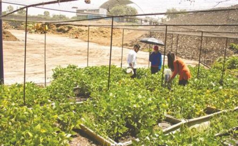 Tecnosuelos para reverdecer la Ciudad de México