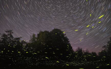 Se arma el campamento en Milpa Alta para ver luciérnagas