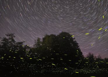 Se arma el campamento en Milpa Alta para ver luciérnagas