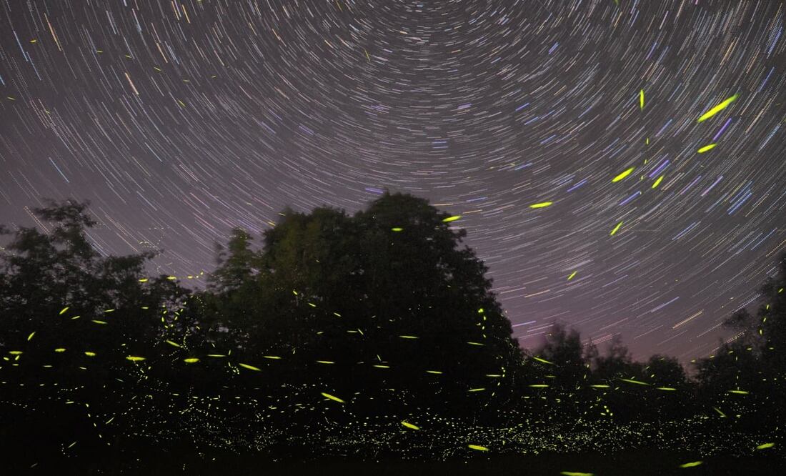 Visitar la Gran Palapa, una buena opción para observar luciérnagas en su hábitat natural sin salir de CDMX. Foto: Unsplash
