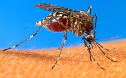 Tabasco presenta guía para atender infección por chikungunya