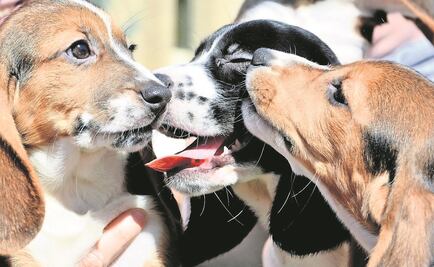 Realizan sesión fotográfica para evitar abandono de mascotas por embarazo