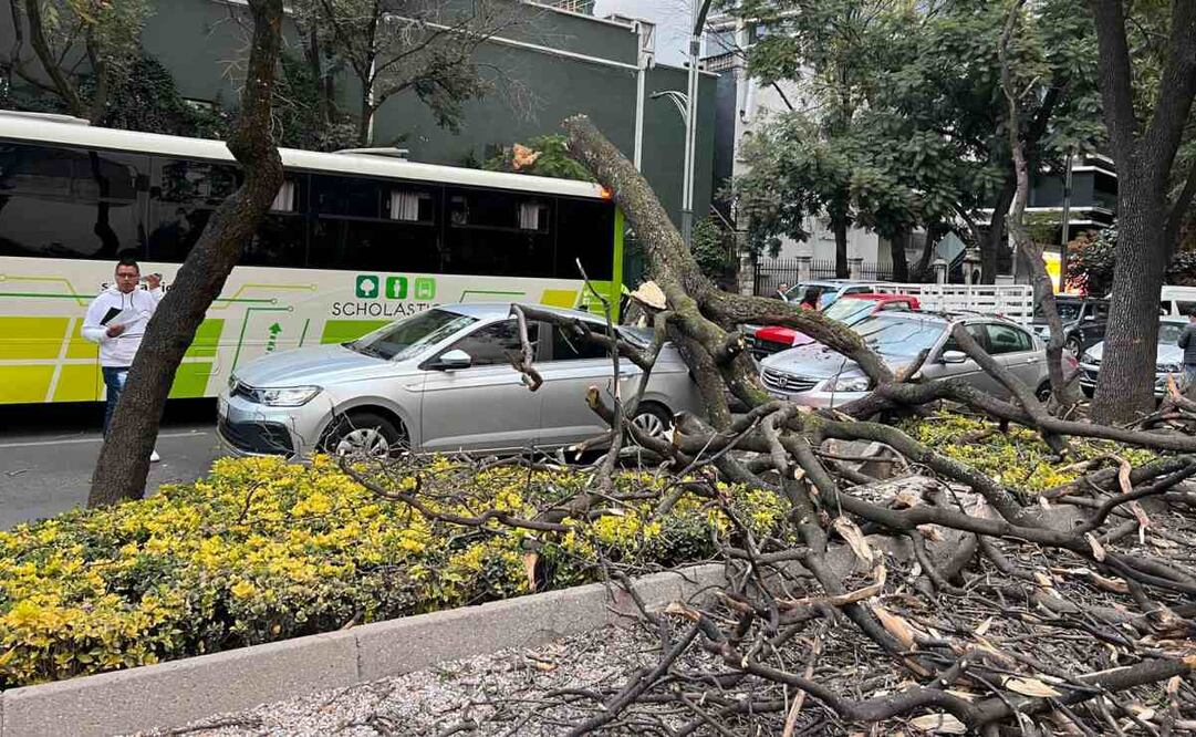 Árbol de gran tamaño cae sobre Paseo de la Reforma en la alcaldía Miguel Hidalgo.
Foto: Especial.