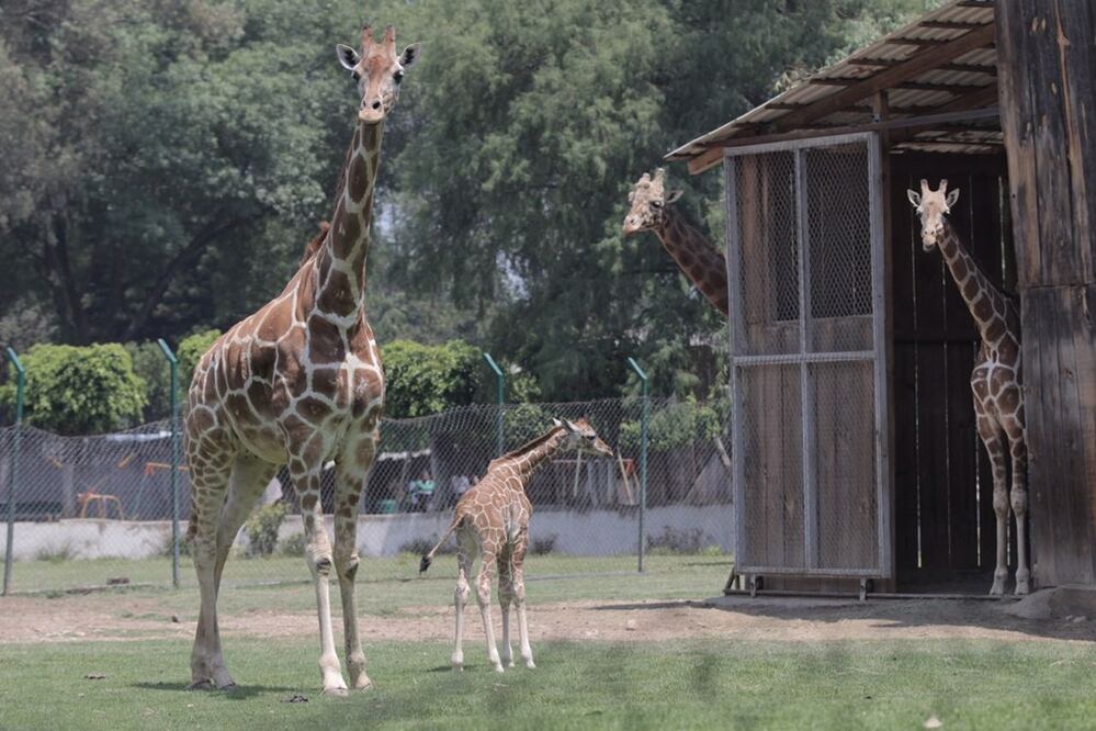 Desde el año 2016 es una especie declarada en peligro de extinción (Foto: Rodolfo Ayala / EL UNIVERSAL)