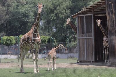 Presentan al público jirafa recién nacida en Zoológico de Morelia