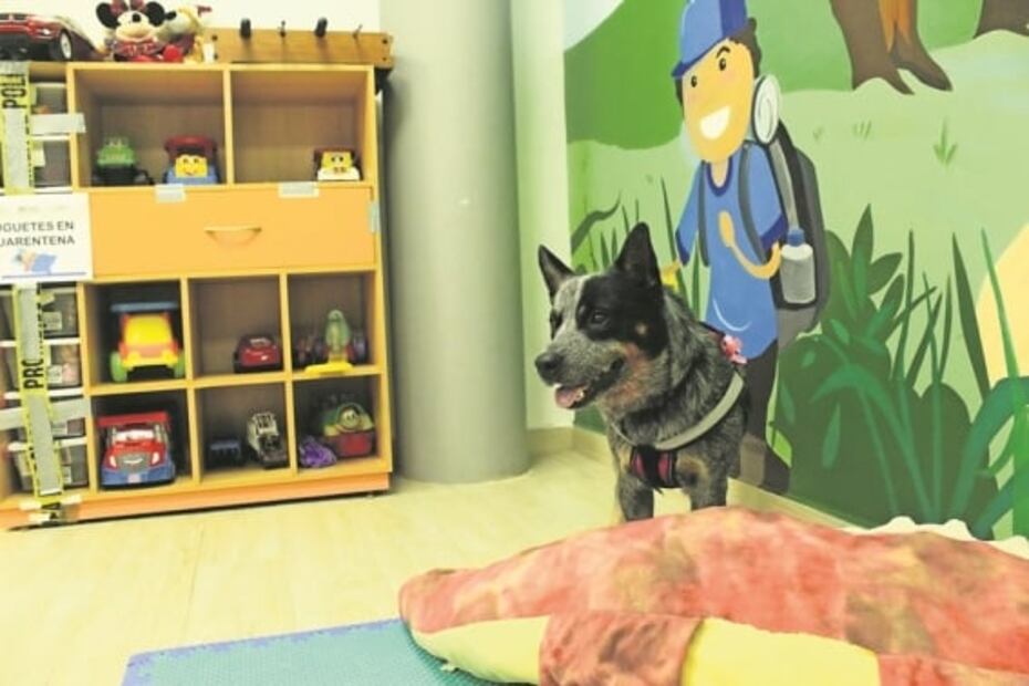 "Mosho", el perro sanador de los miedos infantiles