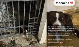 Liberan a perrita tras ser "encarcelada" en municipio de Yucatán; espera ser adoptada