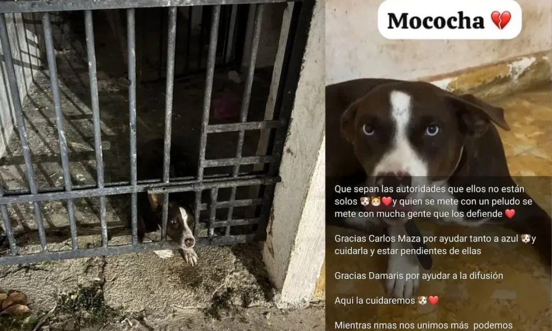 A través de redes, usuarios reportaron las malas condiciones en las que se encontraba "Azul". Foto: Especial.