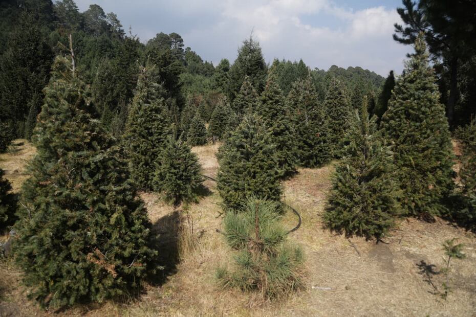 La secretaria de Medio Ambiente, Julia Álvarez Icaza. se comprometió a dar su apoyo para aumentar la comercialización de árboles de Navidad de la ciudad e hizo un llamado a la ciudadanía a adquirir árboles certificados y sustentables. (Foto: Carlos Mejía/ EL UNIVERSAL)