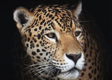 Profepa presentará cargos en contra de ganadero que mató a jaguar en Ciudad Valles; podría enfrentar 9 años de cárcel