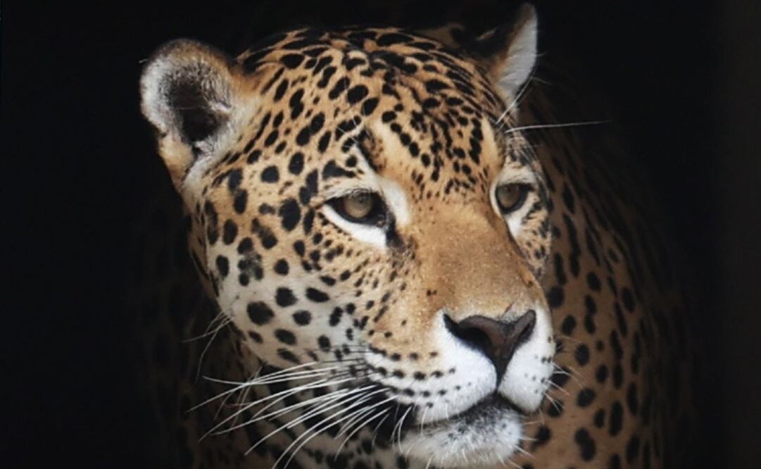 Profepa presentará cargos en contra de ganadero que mató a jaguar en Ciudad Valles. Foto: EFE/Archivo