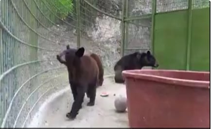 Envían a Puebla 7 osos rescatados en NL