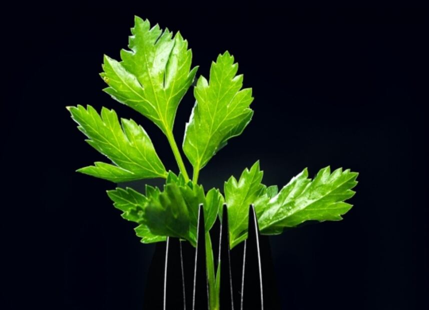 Huertos urbanos: hortalizas que puedes cosechar en casa