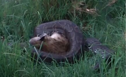 Video. Una pitón de 4 metros se come a una hiena de 70 kilos