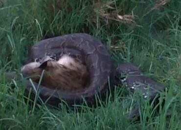 Video. Una pitón de 4 metros se come a una hiena de 70 kilos