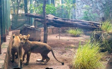 Llega pareja de cachorros de león africano a zoológico de Sinaloa