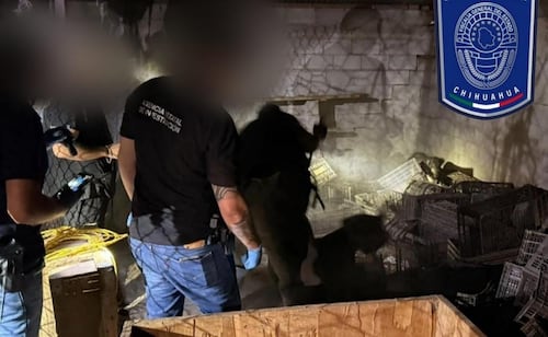 Rescatan a seis perritos en situación de maltrato en Hidalgo del Parral, Chihuahua; hallan a varios más sin vida