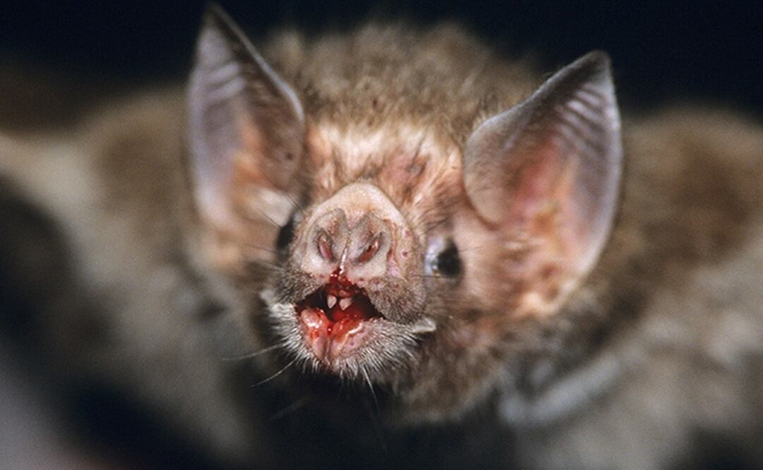  El murciélago vampiro común  vive en partes de México, Centroamérica y Sudamérica. Se alimenta de la sangre del ganado y los caballos. (FOTO: Especial)