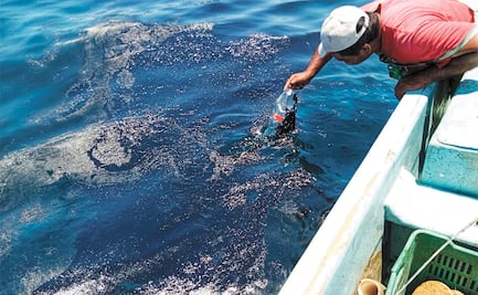 Mancha de crudo en Campeche, del tamaño de Tláhuac