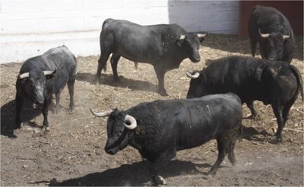 En la capital poblana quieren prohibir la Tauromaquia