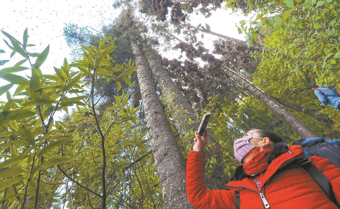 Esta especie recorre miles de kilómetros desde Canadá y EU hasta el Edomex. Fotos: Jorge Alvarado. EL UNIVERSAL