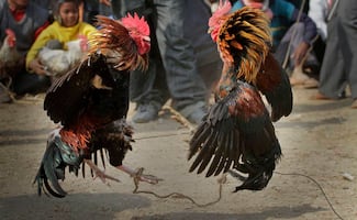 Matan a dos hombres durante pelea ilegal de gallos en Jonacatepec, Morelos; alcalde autorizó uso del palenque