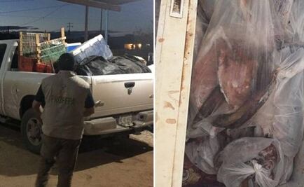 Aseguran 33 kilogramos de totoaba en Sonora