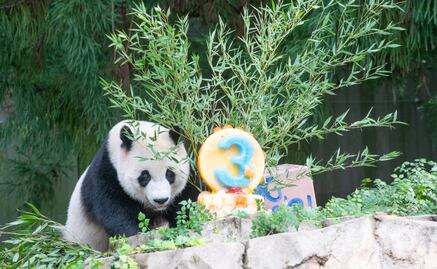 Washington se queda sin pandas: en medio de tensiones, devuelve ejemplares a China