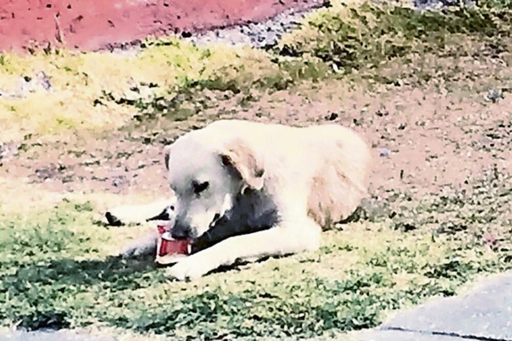 En la calle. Se estima que existen 18 millones de perros en situación de calle, principalmente por el abandono de sus dueños. (ARCHIVO EL UNIVERSAL)