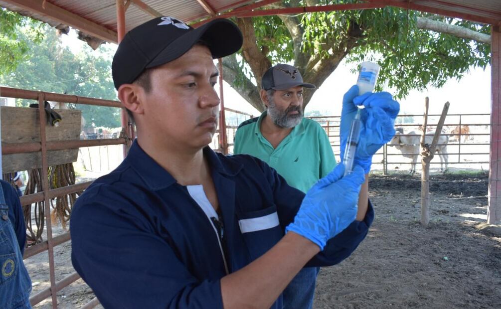 Lanzan estrategia para combatir al gusano barrenador en México (14/08/2025). Foto: Especial