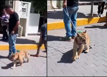 Captan a sujeto paseando un cachorro de tigre en calles de Tulancingo, Hidalgo