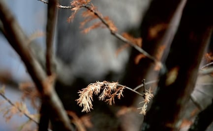 Científicos descubren compuesto de árbol que se convertiría en fármaco para tratar la leucemia mieloide aguda