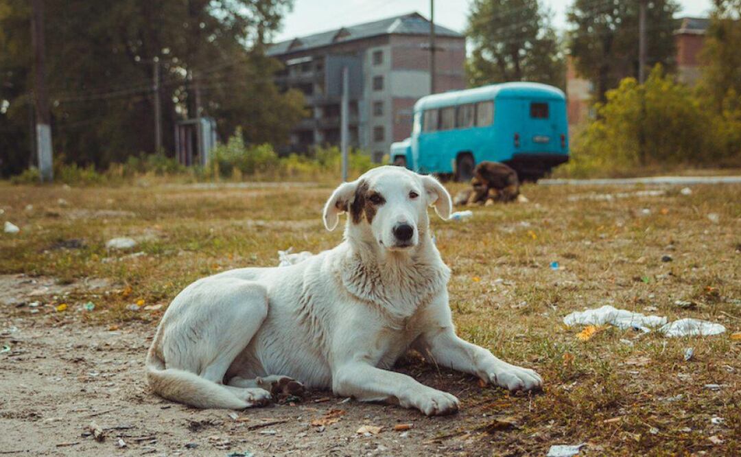 Un hallazgo clave para la ciencia y la exploración espacial. Fuente: Freepik