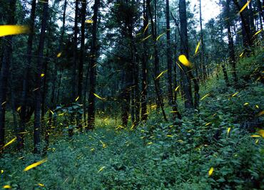¿Cuánto cuesta ver luciérnagas en Tlaxcala?