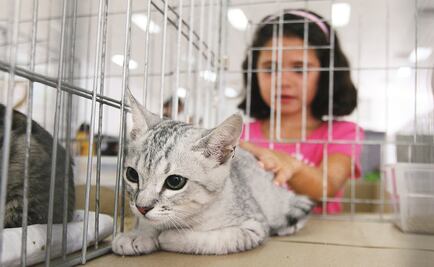 Iniciará campaña de adopción de perros y gatos en CDMX