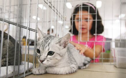 Iniciará campaña de adopción de perros y gatos en CDMX