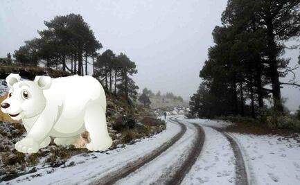 ¿Llegaron los osos polares? Este viernes, frente frío 15, 16 y aire ártico ocasionarán heladas y temperaturas bajo 0 grados