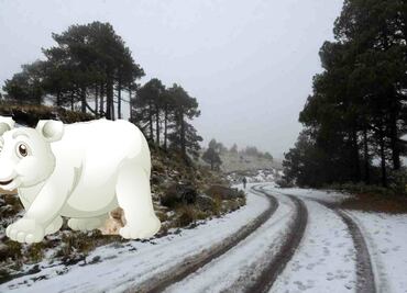 ¿Llegaron los osos polares? Este viernes, frente frío 15, 16 y aire ártico ocasionarán heladas y temperaturas bajo 0 grados