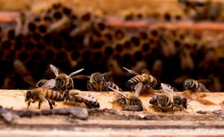 Enjambre de abejas ataca a grupo de personas en Guasave, Sinaloa; seis tuvieron que recibir asistencia médica 