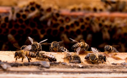 Bee Swarm Attacks Group in Guasave, Sinaloa; Six Require Medical Assistance