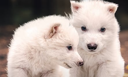 "Des-extinguen" a "lobo terrible", desaparecido hace más de 10 mil años 