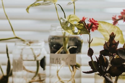 Transforma el ambiente de tu hogar; 4 plantas de interior que no necesitan tierra