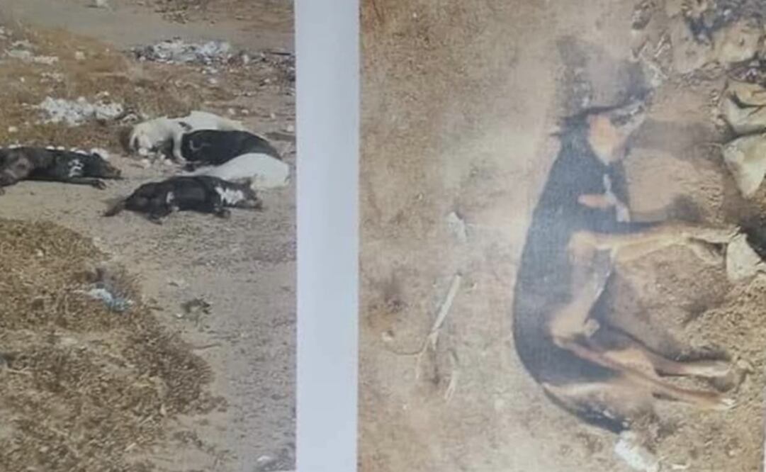 A las mascotas afectadas se les practicará la necropsia para determinar la causa del deceso, al igual que la carne asegurada en las inmediaciones / Foto: Especial