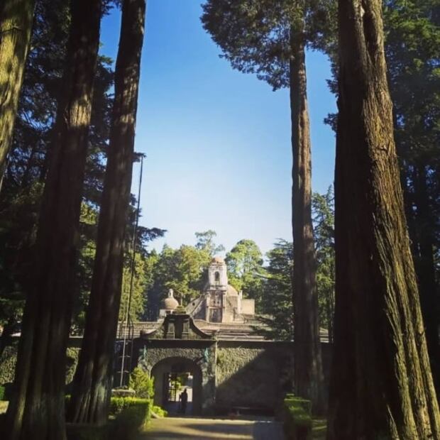 ¿Baño de bosque? Vive la experiencia en el Desierto de los Leones