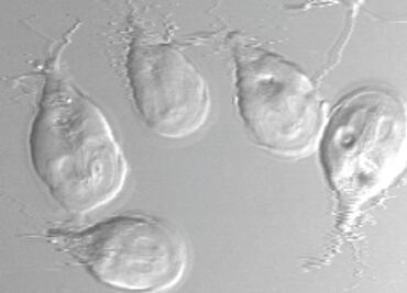 Descubre cómo es el parásito que causa la diarrea