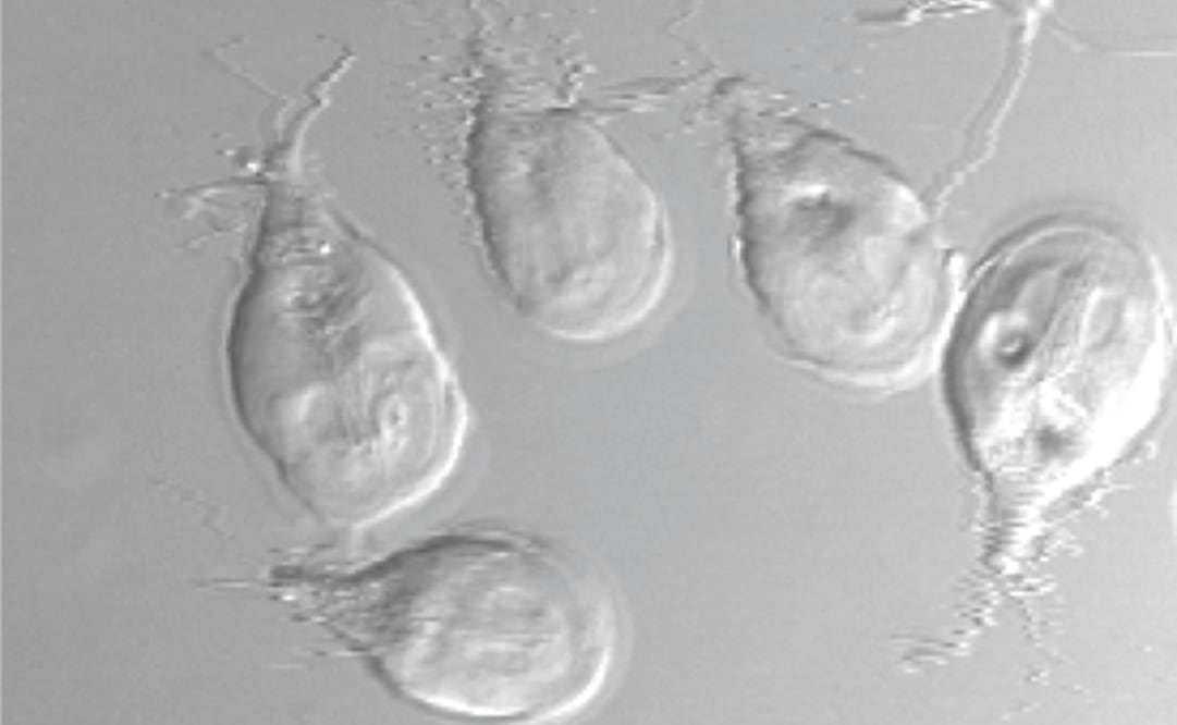 Giardia lamblia es el parásito causante de la giardiasis, una enfermedad diarreica que afecta a individuos de todas las edades. (FOTO: Conacyt)