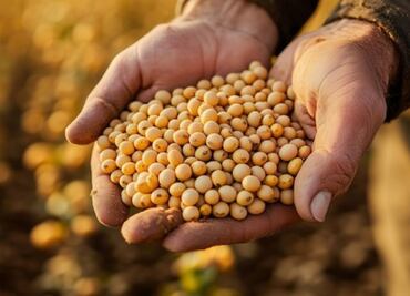 Estos son los beneficios de comer soja todos los días, según Harvard