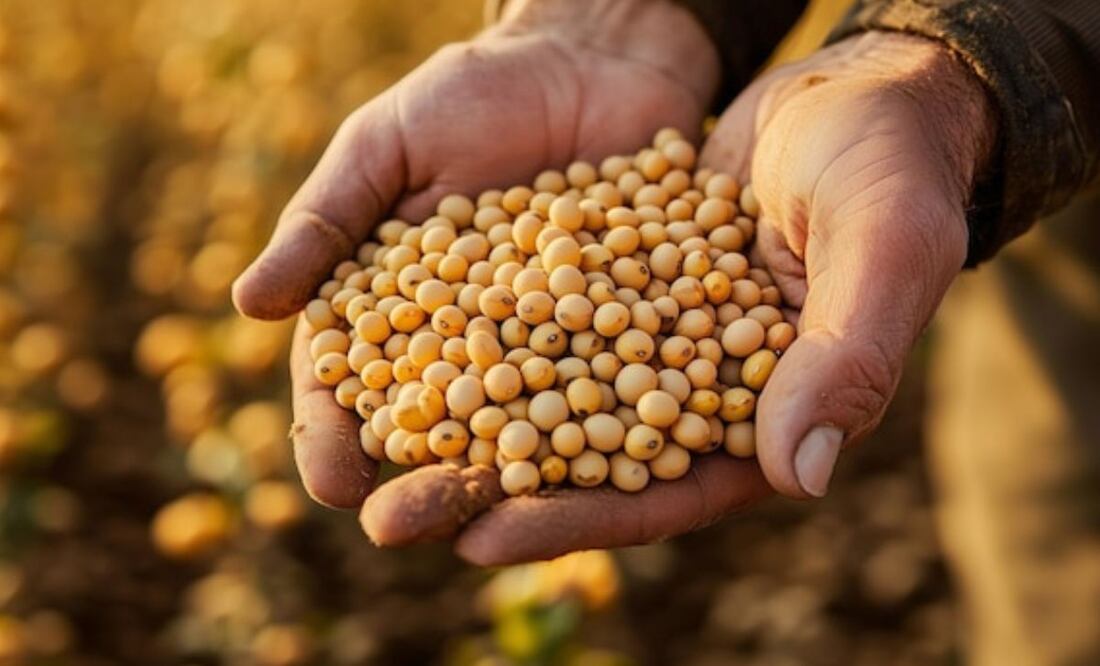 Moderación, la clave para el consumo de soja. Fuente: Freepik.