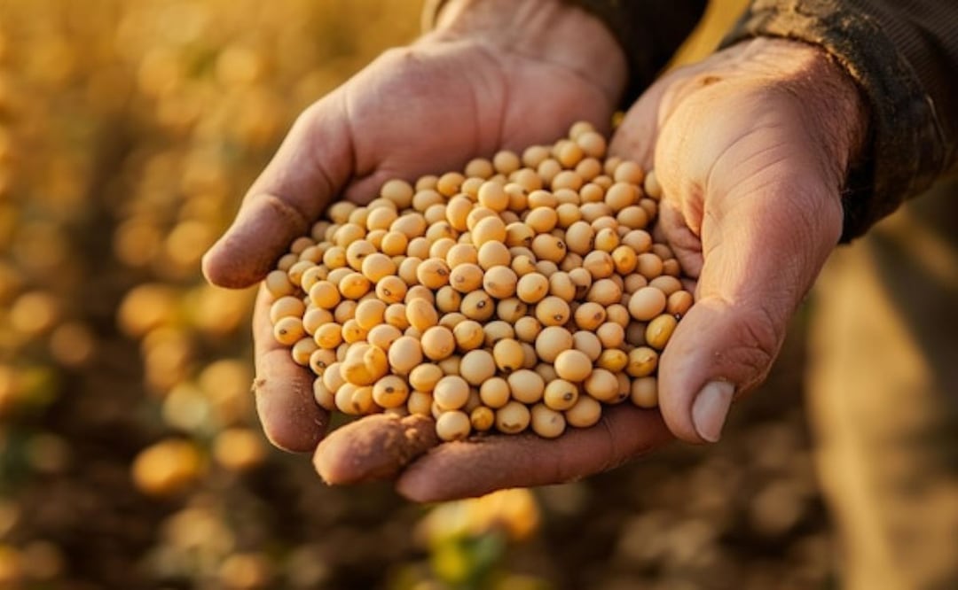 Soja | Fuente: Freepik.